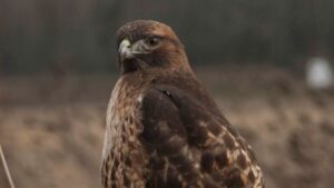 Personal Improvement (who owns it?)